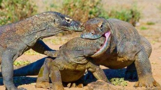 「世界上最大的蜥蜴」——科摩多龍，「遠古恐龍」的表親，一言不合就吃掉幼小同類