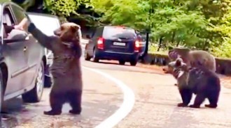 美國遊客堵車「遇3頭黑熊」，竟腦子抽瘋去「擊掌」，黑熊一下子興奮了！