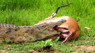 鱷魚一口咬住羚羊，必死的羚羊「突然使出一招」，鱷魚當場懵了！