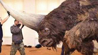 板齒犀——「史上最巨大的有角犀牛」，2米長的角，8噸的體重，一對一單挑能撞死大象！！