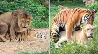 老虎和獅子生下的孩子，是叫獅虎獸還是虎獅獸？那大象和犀牛的叫什麼