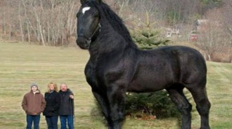 跟大象一樣大的巨型馬你見過嗎？「重型馬之王」——夏爾馬！！
