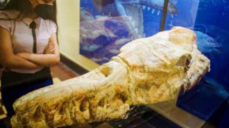 秘魯發現「真龍遺骸」，尖牙利齒身長17米，3600萬年前海里的「龍王」！