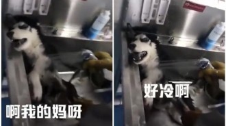不曉得是不是因為和人類朝夕相處，毛小孩居然也都精通人話啦！