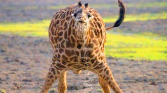 「長頸鹿喝水有多難」？ 長脖子並非巨型吸管，攝影師拍到珍貴瞬間！