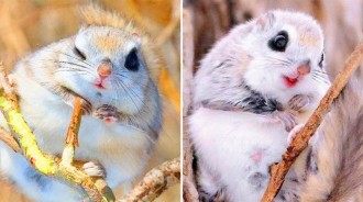 見過「俄羅斯飛鼠」嗎？難以置信，這麼可愛的小動物，居然真實存在！