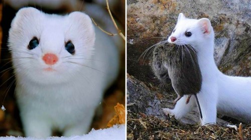 「一年捕鼠3500隻」，攻擊大自己10幾倍的動物，可憑「顏值」偏靠實力的小仙女！