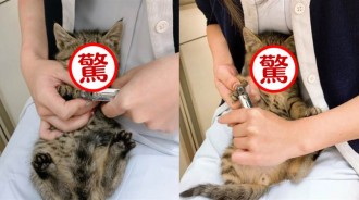 小貓咪第一次剪指甲，它表情超驚訝，網友笑翻：有那麼恐怖嗎