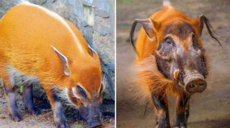 「世界最美野豬」，穿花衣「扎小辮」，700萬頭紅河野豬在非洲泛濫！