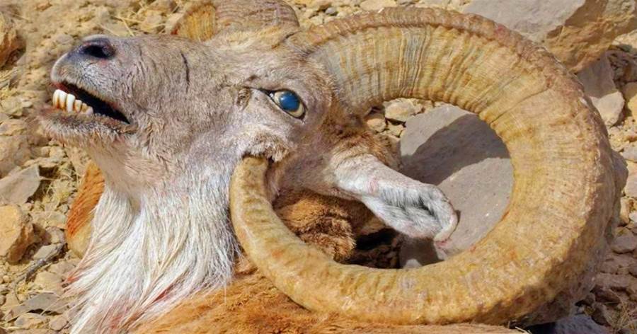 被自己 滅掉 的悲慘動物 角長太長 戳穿自己腦殼 既心酸又好笑 被自己 滅掉 的悲慘動物 角長太長 戳穿自己腦殼 既心酸又好笑