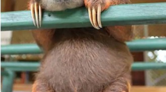 侏儒三指樹懶，現存僅有500隻，比大陸上的「樹懶兄弟小40%」，萌噠噠好可愛！