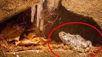 「200萬年前的活青蛙」？ 1946年7月，一隻活青蛙在地下20米的礦層被找到
