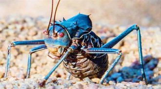 非洲「最危險」的蟋蟀，不僅會噴射毒液，還會捕食小鳥！