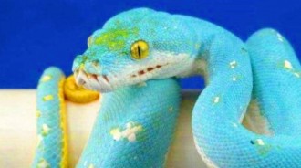 1條等於1輛超跑！世界最貴最美的「鑲鑽藍蛇」，抓一條直接翻身