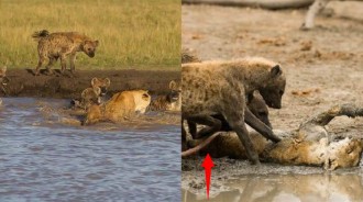 母獅岸邊飲水遭六隻斑鬣狗圍攻，水戰接車輪戰母獅很快落敗，死相不堪內臟被拉出