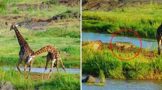 老長頸鹿被困孤島，小同伴不救反而將他撞倒在地，親眼看鱷魚拖入水「滿意離開」，隔天已面目全非