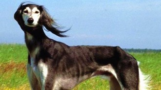 隱秘在秦嶺山脈的原生猛犬，它們是「 哮天犬原型」，歷史價值遠超藏獒！！