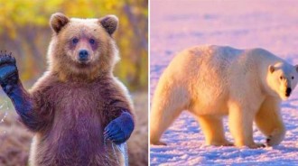 現實版倒楣熊喬伊！「白化棕熊」被2次錯認「北極熊」送到北極，凍到哆嗦還被北極熊暴打！