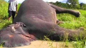 在野外碰見死去的大象，為什麼千萬不要碰？碰了後果會很嚴重嗎？?