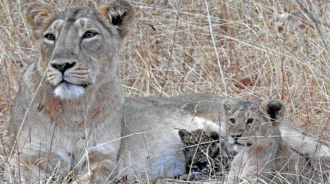 攝影師認為雌獅會吃掉小豹子，然而接下來的40多天，讓他感到驚訝