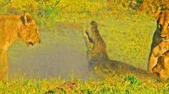 鱷魚對著母獅「一招鎖喉」,無奈母獅也有防範，處處「有套路」最後太悲催！