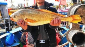 一男子撞驚人大運，抓到一條7斤重的魚，42000元居然賣便宜了