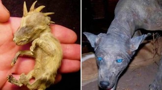 美洲最神秘的「吸血怪獸」，看起來像狗，是變異動物還是新物種？？