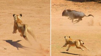 雌獅捕獵角馬群，角馬逃入樹林，「驚擾了睡覺中的雄獅」，命喪當場！