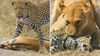 「狩獵與被狩獵」，南非草原危機四伏，20%的花豹落於獅口，爬樹也不管用