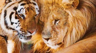 「獅子與老虎」生下一隻「醜陋巨嬰」，體重可達800斤，但卻不是新物種！