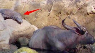 面對科莫多龍的偷襲，一噸重的野牛不把「小蜥蜴 」放在眼裡，被咬中腳「不痛不癢」離開，二十天後巨蜥迎來牛肉大餐