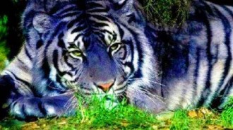 地球上「最神秘的老虎」黑藍虎，極其罕見，傳說是明清皇陵的「守護神」！！