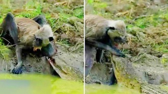 灰葉猴河邊飲水被澤鱷咬住手臂，求生欲極強的猴子也反咬住鱷魚鼻子，僵持不下，小猴能否鱷口逃生