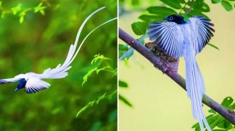 如「仙子般優雅」的綬帶鳥，美到極致！雄鳥老了「全身羽毛變白」，太仙啦！