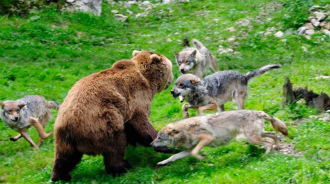 「殺子之仇不共戴天」！5隻狼追殺1頭棕熊3公里，上演「七擒七縱」！