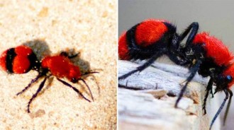 蜜蜂界的「叛徒」——天鵝絨螞蟻，別看它萌萌噠，卻可以強大到「殺死一頭牛」！！