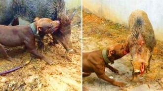 比特犬單挑野豬，不願搞事的野豬疲於防守，卻被比特咬住耳朵惹惱，半分鐘後戰鬥結束