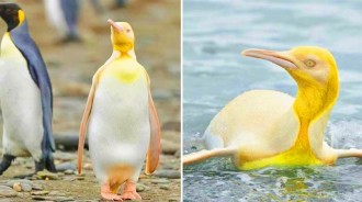 「全球首隻」金色企鵝亮相，於120000隻企鵝中發現的「黃金企鵝」，太耀眼！