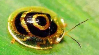 地球上「最土豪」的生物——黃金龜甲蟲，抓到一個吃喝不愁！體內含有「24K金」！！