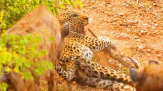 2隻成年鬣狗圍攻花豹並吃光肉，成年花豹一口秒掉鬣狗幼崽，鬣狗和花豹誰更厲害？