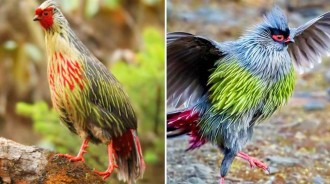 西藏發現一種怪雞，紅臉紅腳紅尾巴，被捉住就不吃不喝絕食而亡