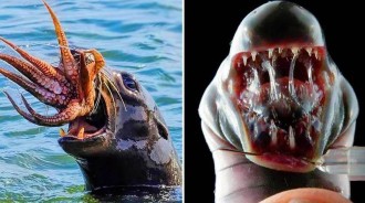 28張「不可思議」的照片，#2海豹吞下一條章魚，像是異形電影中的怪獸