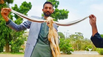 巴基斯坦「耳朵最長的山羊」，雙耳足足有48厘米，成為當地的名羊！