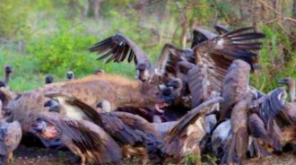 單鬣狗勇闖禿鷹群奪食，不料遭到禿鷹群的反攻，禿鷹表示狗肉真好吃