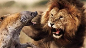 非洲動物奇緣：花豹善心大發扔下食物，救下精疲力盡的流浪鬣狗，鬣狗長大後從獅口捨命救下花豹