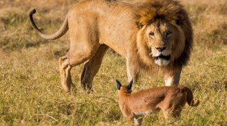 獰貓媽媽為救幼崽，甘願自己成為雄獅的食物，不斷挑釁「成功激怒雄獅」，然而結局出乎意料：獰貓母子全獲救
