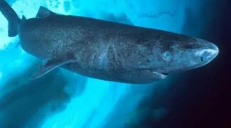 格陵蘭睡鯊壽命長達400年，150歲才性成熟！懶捕食犧牲眼睛填肚子