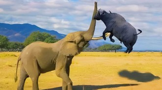 非洲公象的真實戰鬥力如何？追著獅群跑，強迫犀牛給自己生孩子？