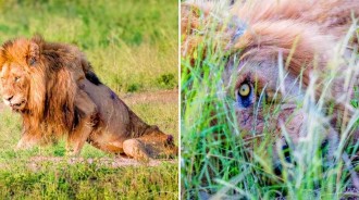 獅王為了尊嚴，用掉生命裡的最後一點力氣，躲避象群的視線，和攝影師相距一米對視，自然死亡！！