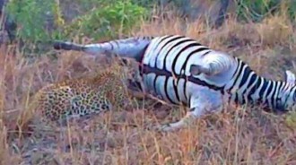 獵豹遇斑馬肚膨脹要撐開，不在意仍去吃，下秒被噴滿臉懷疑「豹生」！
